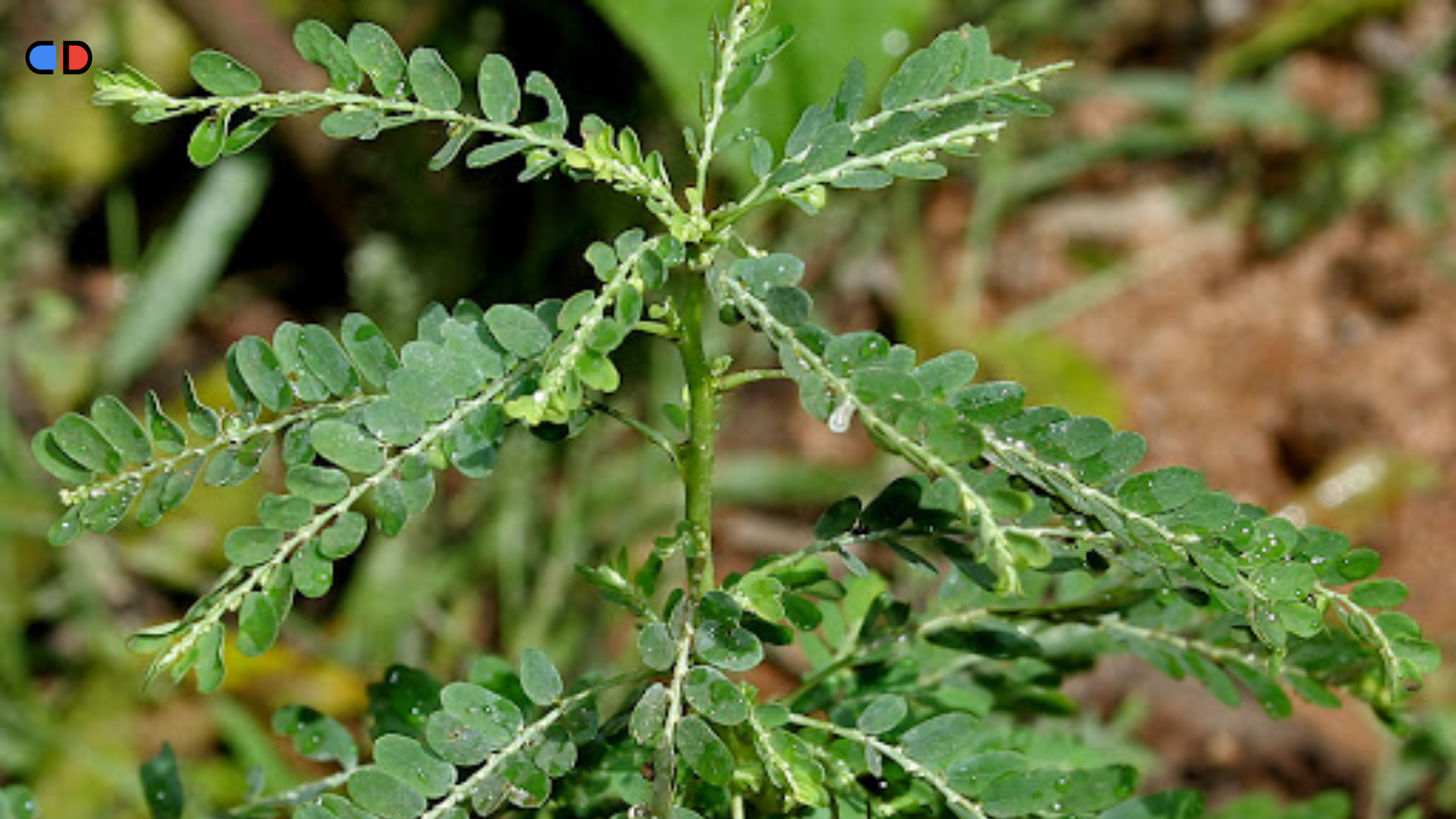 diệp hạ châu