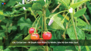 Cây Cà Gai Leo