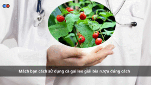Cà gai leo