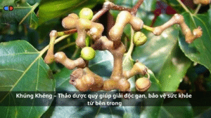 Khúng Khéng – Thảo dược quý giúp giải độc gan